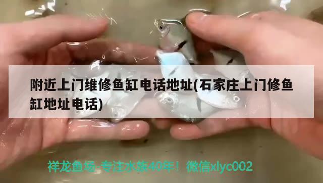 附近上門維修魚缸電話地址(石家莊上門修魚缸地址電話) 虎斑恐龍魚