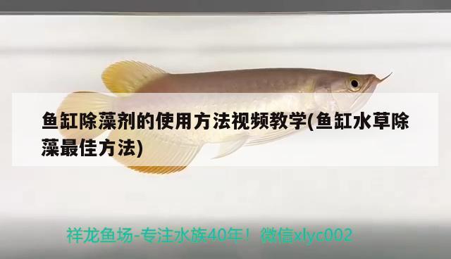 魚缸除藻劑的使用方法視頻教學(魚缸水草除藻最佳方法)