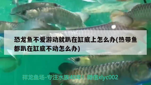 恐龍魚不愛游動就趴在缸底上怎么辦(熱帶魚都趴在缸底不動怎么辦) 玫瑰銀版魚