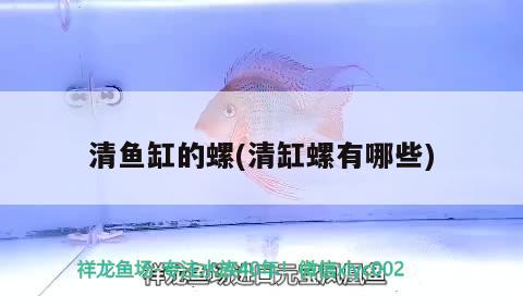 清魚缸的螺(清缸螺有哪些) 觀賞魚魚苗