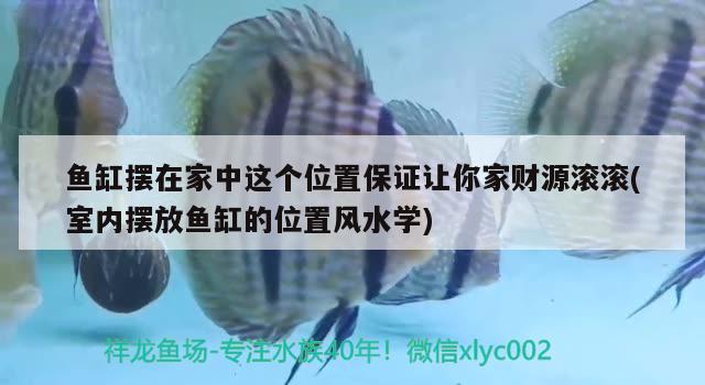 魚缸擺在家中這個位置保證讓你家財源滾滾(室內擺放魚缸的位置風水學) 魚缸風水