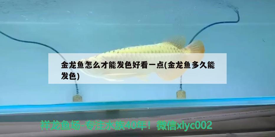 金龍魚怎么才能發(fā)色好看一點(金龍魚多久能發(fā)色) 丹頂錦鯉魚