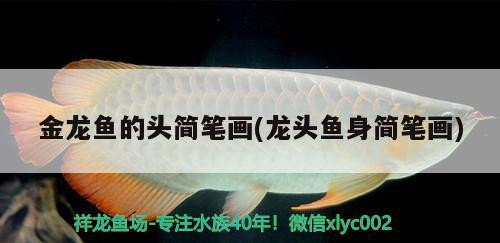 金龍魚的頭簡筆畫(龍頭魚身簡筆畫) 白化巴西龜（白巴）