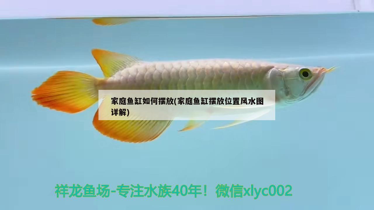 家庭魚缸如何擺放(家庭魚缸擺放位置風(fēng)水圖詳解) 魚缸風(fēng)水