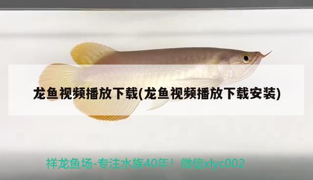 龍魚視頻播放下載(龍魚視頻播放下載安裝) 巴西亞魚