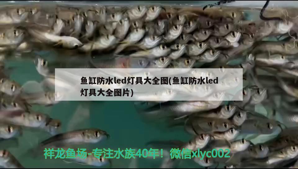 魚缸防水led燈具大全圖(魚缸防水led燈具大全圖片) 蘇虎苗（蘇門答臘虎魚苗）