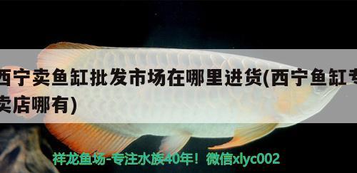 西寧賣魚缸批發(fā)市場(chǎng)在哪里進(jìn)貨(西寧魚缸專賣店哪有) 巨骨舌魚