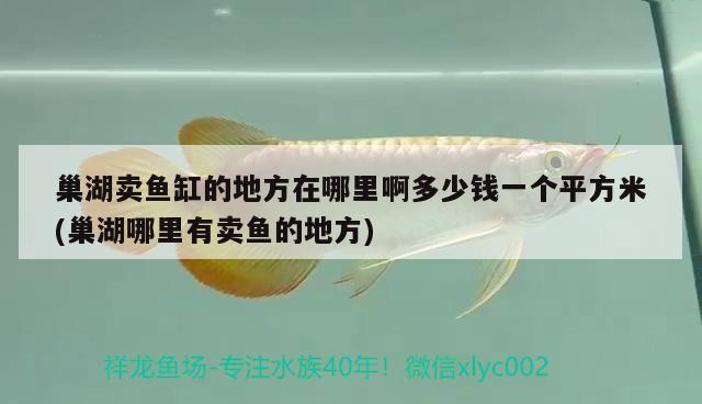 巢湖賣魚缸的地方在哪里啊多少錢一個平方米(巢湖哪里有賣魚的地方) 速倍妥魚糧魚藥