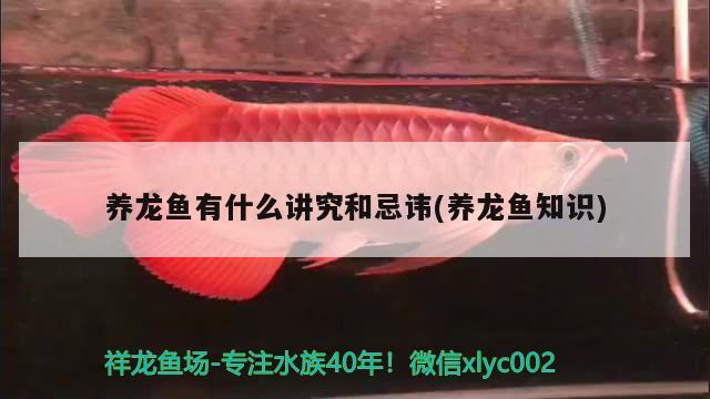 養(yǎng)龍魚有什么講究和忌諱(養(yǎng)龍魚知識) 魚缸風(fēng)水