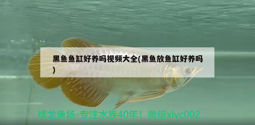 黑魚魚缸好養(yǎng)嗎視頻大全(黑魚放魚缸好養(yǎng)嗎)