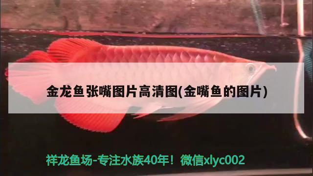 金龍魚張嘴圖片高清圖(金嘴魚的圖片) 黃鰭鯧魚