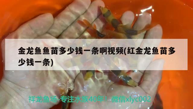 金龍魚魚苗多少錢一條啊視頻(紅金龍魚苗多少錢一條) 印尼四紋虎