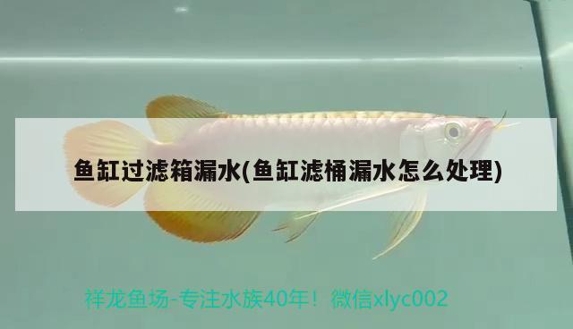 魚缸過(guò)濾箱漏水(魚缸濾桶漏水怎么處理) 朱巴利魚 第2張