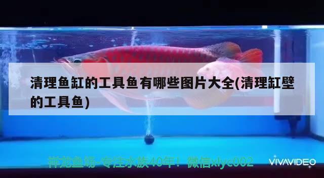 清理魚缸的工具魚有哪些圖片大全(清理缸壁的工具魚)