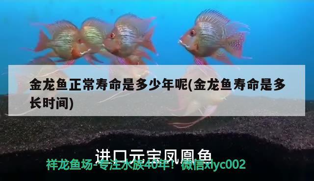 金龍魚正常壽命是多少年呢(金龍魚壽命是多長時(shí)間)