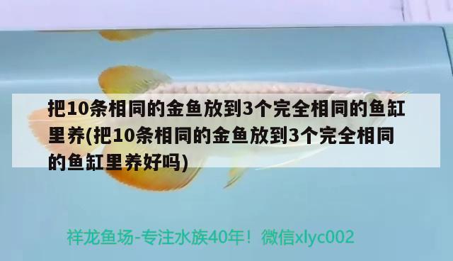 把10條相同的金魚放到3個完全相同的魚缸里養(yǎng)(把10條相同的金魚放到3個完全相同的魚缸里養(yǎng)好嗎) 印尼虎苗