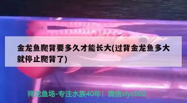 金龍魚爬背要多久才能長大(過背金龍魚多大就停止爬背了) 過背金龍魚