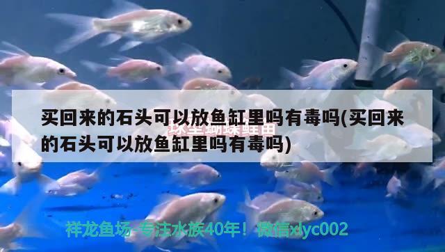 買回來的石頭可以放魚缸里嗎有毒嗎(買回來的石頭可以放魚缸里嗎有毒嗎) 斑馬鴨嘴魚苗