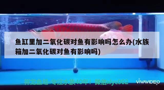 魚缸里加二氧化碳對魚有影響嗎怎么辦(水族箱加二氧化碳對魚有影響嗎) 二氧化碳設(shè)備