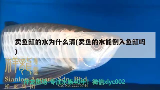 賣魚缸的水為什么清(賣魚的水能倒入魚缸嗎)