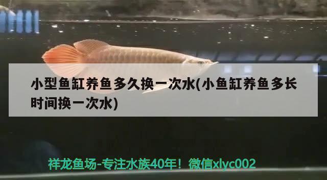 小型魚(yú)缸養(yǎng)魚(yú)多久換一次水(小魚(yú)缸養(yǎng)魚(yú)多長(zhǎng)時(shí)間換一次水)