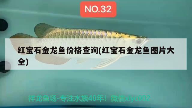 紅寶石金龍魚價(jià)格查詢(紅寶石金龍魚圖片大全)