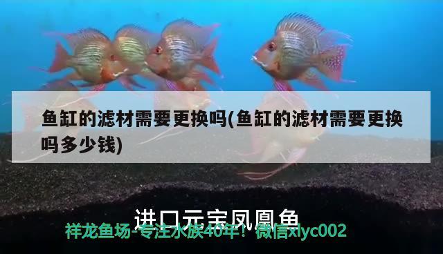 魚(yú)缸的濾材需要更換嗎(魚(yú)缸的濾材需要更換嗎多少錢(qián)) 二氧化碳設(shè)備