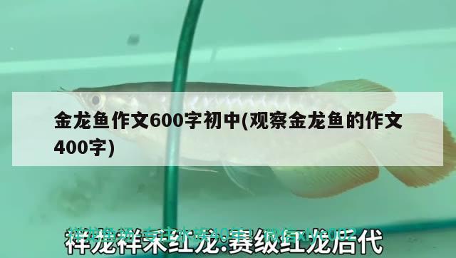 金龍魚作文600字初中(觀察金龍魚的作文400字) 過背金龍魚 第2張