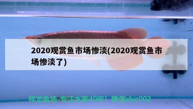 2020觀賞魚市場慘淡(2020觀賞魚市場慘淡了) 觀賞魚市場（混養(yǎng)魚）