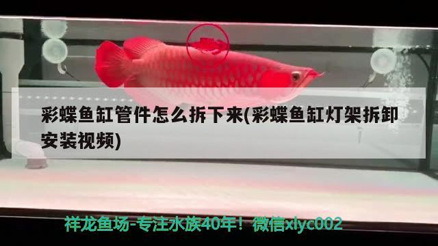 彩蝶魚缸管件怎么拆下來(彩蝶魚缸燈架拆卸安裝視頻) 觀賞魚批發(fā)