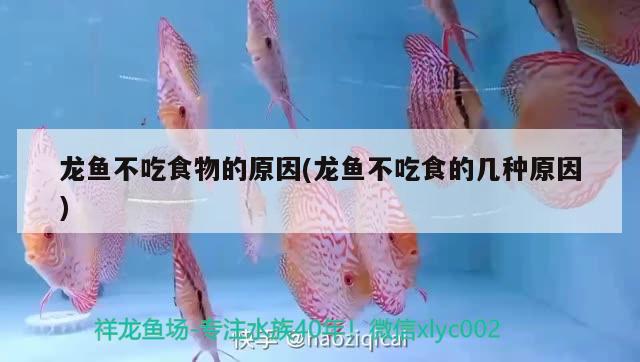 龍魚(yú)不吃食物的原因(龍魚(yú)不吃食的幾種原因)