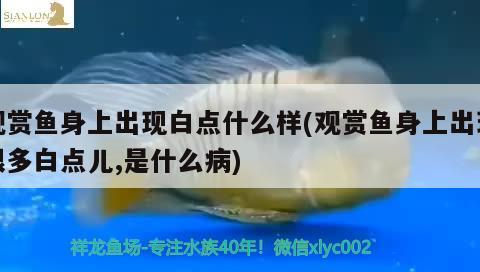 觀賞魚身上出現(xiàn)白點什么樣(觀賞魚身上出現(xiàn)很多白點兒,是什么病)