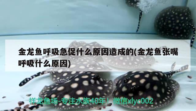 金龍魚呼吸急促什么原因造成的(金龍魚張嘴呼吸什么原因)