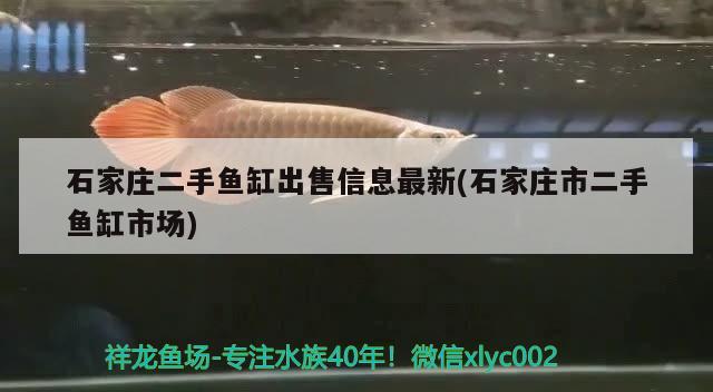 石家莊二手魚缸出售信息最新(石家莊市二手魚缸市場) 夢幻雷龍魚