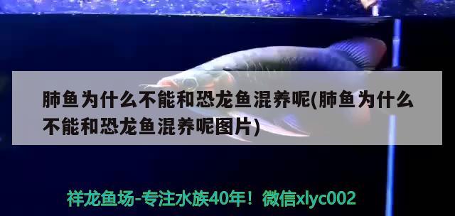 肺魚為什么不能和恐龍魚混養(yǎng)呢(肺魚為什么不能和恐龍魚混養(yǎng)呢圖片)