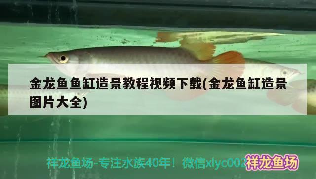 金龍魚魚缸造景教程視頻下載(金龍魚缸造景圖片大全)