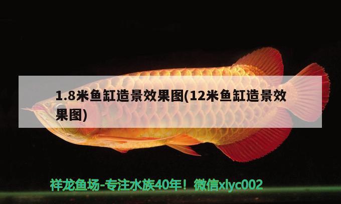 1.8米魚缸造景效果圖(12米魚缸造景效果圖)