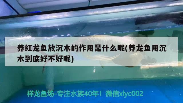 養(yǎng)紅龍魚放沉木的作用是什么呢(養(yǎng)龍魚用沉木到底好不好呢)