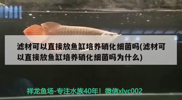 濾材可以直接放魚缸培養(yǎng)硝化細(xì)菌嗎(濾材可以直接放魚缸培養(yǎng)硝化細(xì)菌嗎為什么)