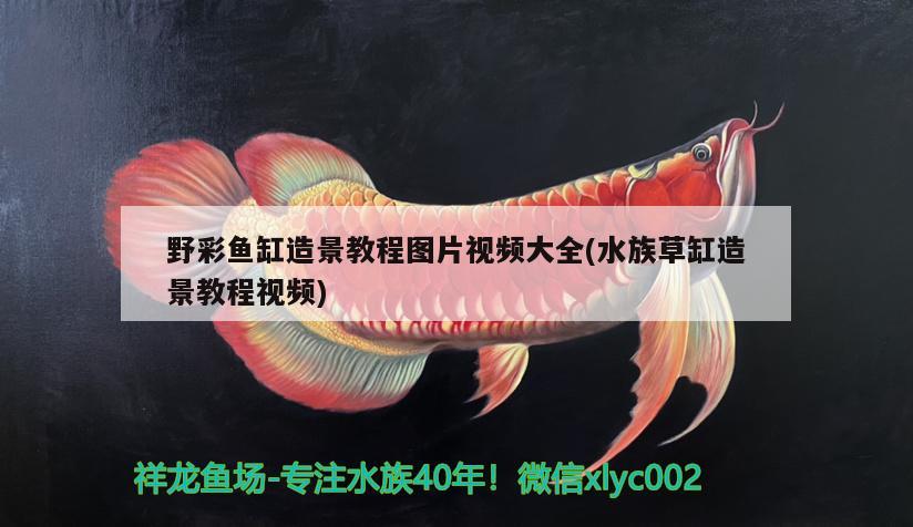 野彩魚(yú)缸造景教程圖片視頻大全(水族草缸造景教程視頻) 野彩魚(yú)