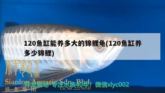 120魚缸能養(yǎng)多大的錦鯉龜(120魚缸養(yǎng)多少錦鯉)