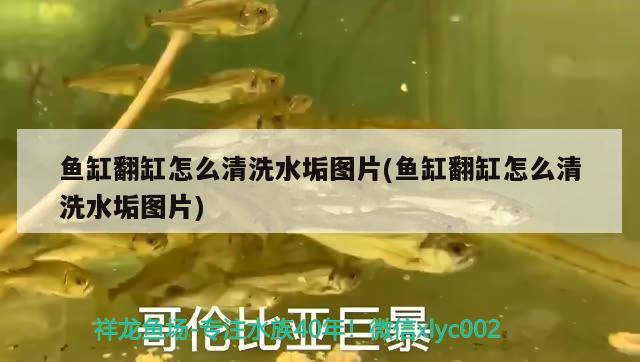 魚缸翻缸怎么清洗水垢圖片(魚缸翻缸怎么清洗水垢圖片)