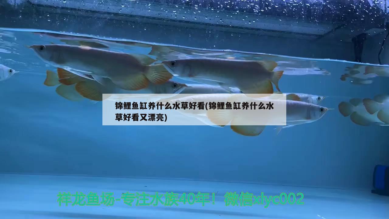 錦鯉魚缸養(yǎng)什么水草好看(錦鯉魚缸養(yǎng)什么水草好看又漂亮)