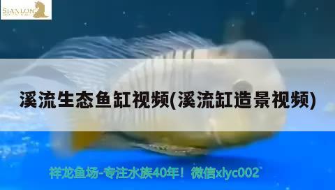 溪流生態(tài)魚缸視頻(溪流缸造景視頻)