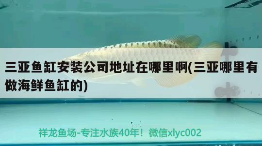 三亞魚缸安裝公司地址在哪里啊(三亞哪里有做海鮮魚缸的) 肺魚