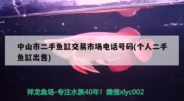 中山市二手魚缸交易市場電話號(hào)碼(個(gè)人二手魚缸出售) 黃金斑馬魚