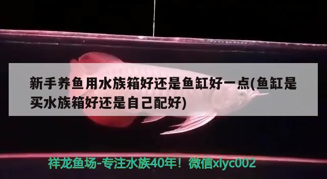 新手養(yǎng)魚(yú)用水族箱好還是魚(yú)缸好一點(diǎn)(魚(yú)缸是買(mǎi)水族箱好還是自己配好)