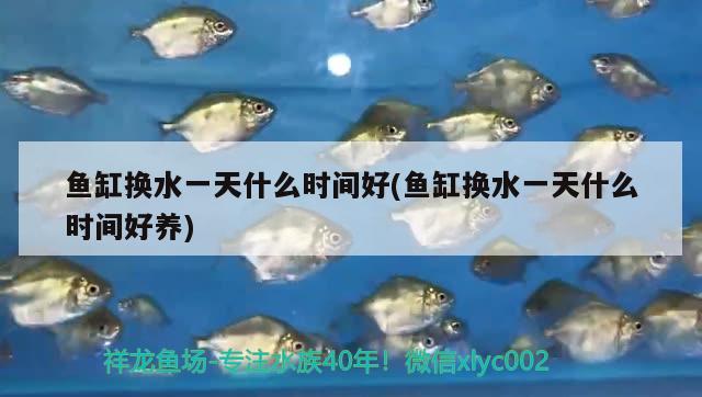 魚缸換水一天什么時(shí)間好(魚缸換水一天什么時(shí)間好養(yǎng))