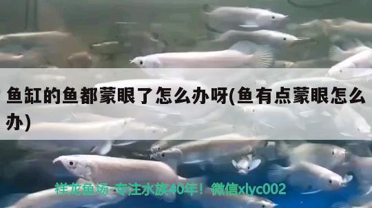 魚缸的魚都蒙眼了怎么辦呀(魚有點(diǎn)蒙眼怎么辦)