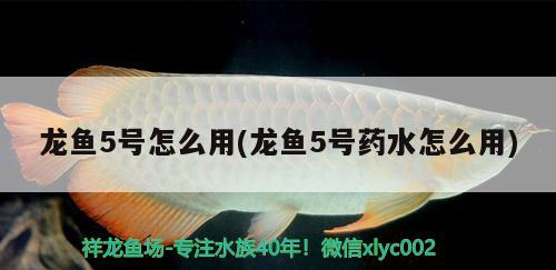 龍魚5號怎么用(龍魚5號藥水怎么用)